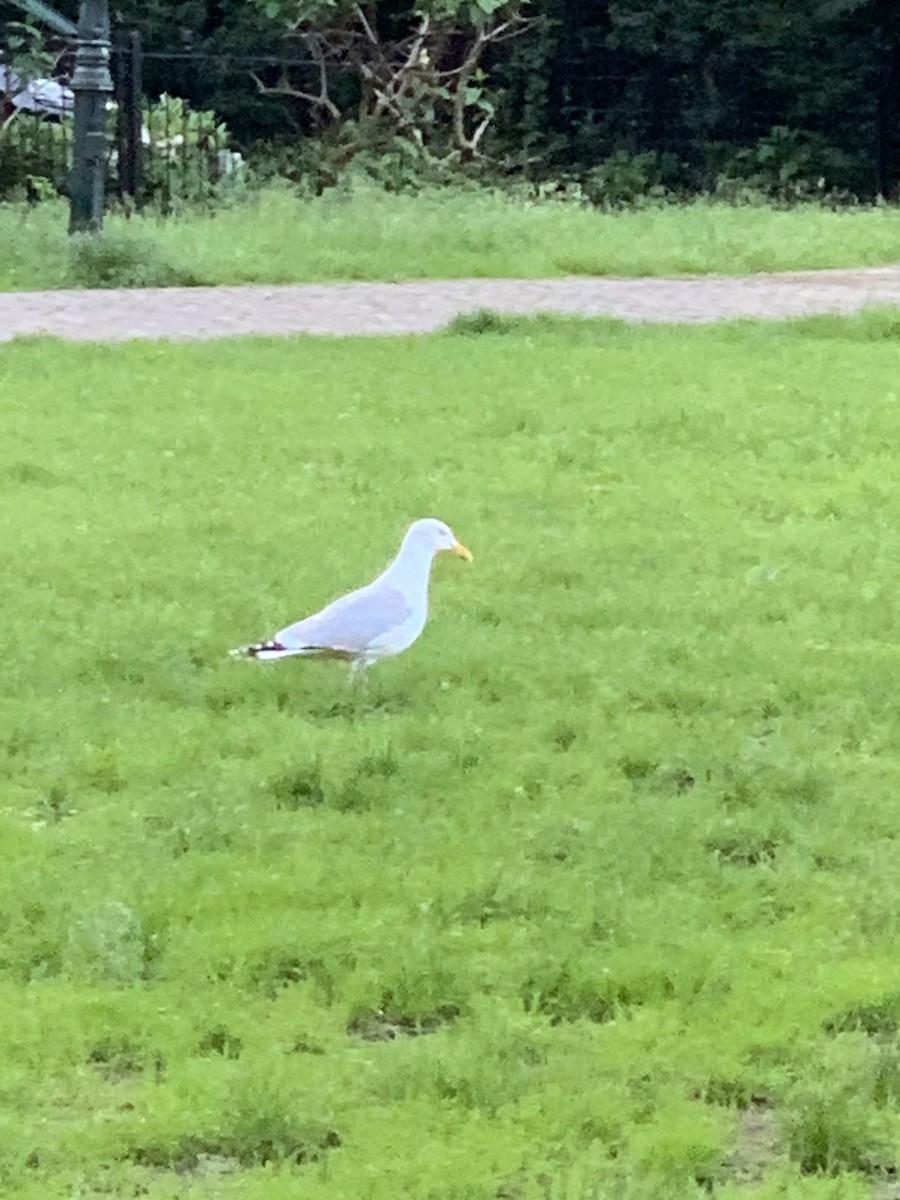 Gaviota Argéntea Europea - ML619579330