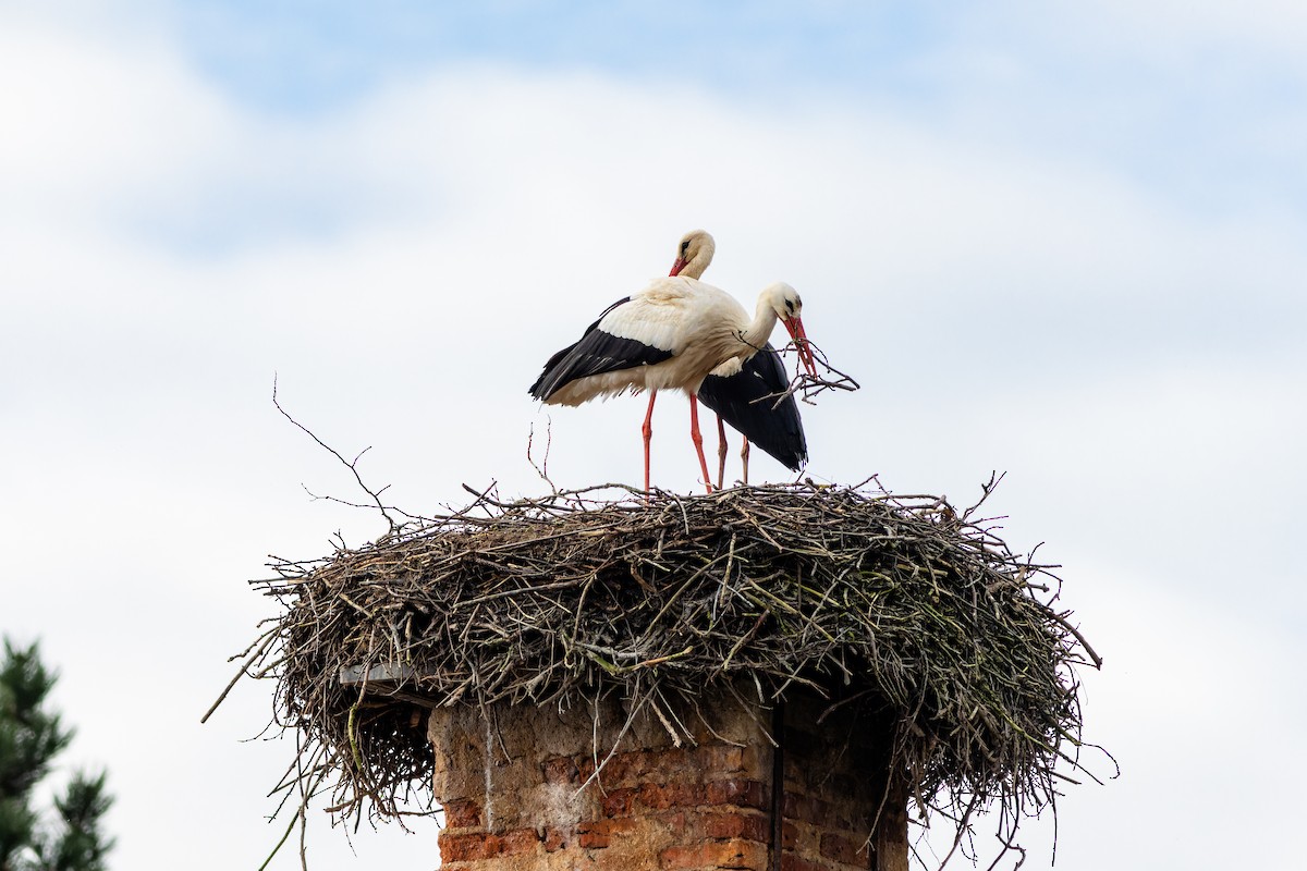 White Stork - Gabi Uhrova