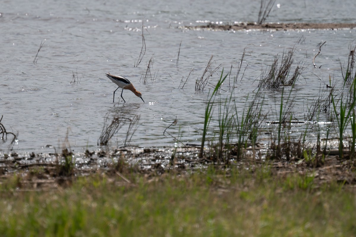 American Avocet - Isaac Boardman