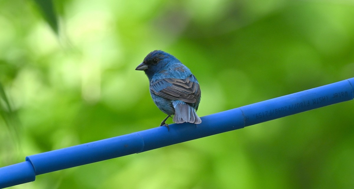 Indigo Bunting - Tim Saylor