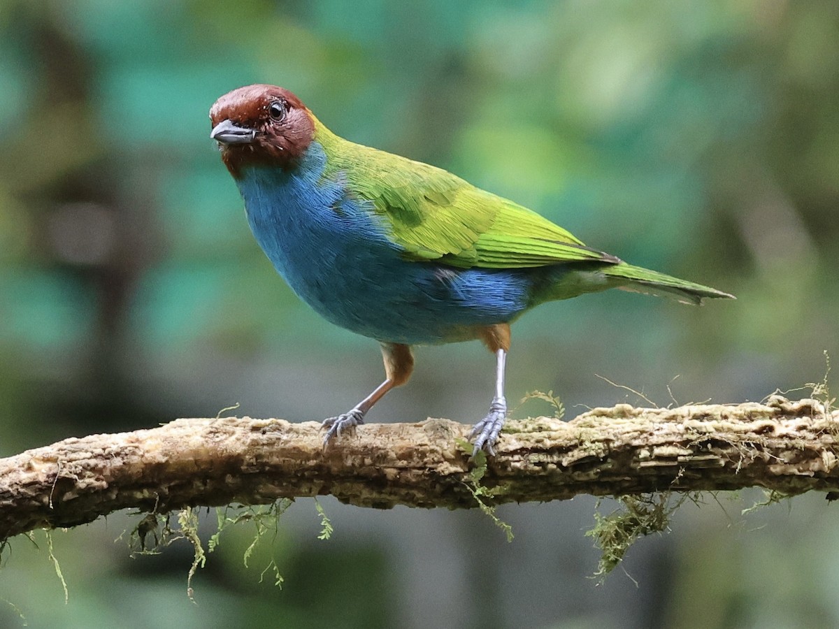 Bay-headed Tanager - Amy Bishop & Doug Booher