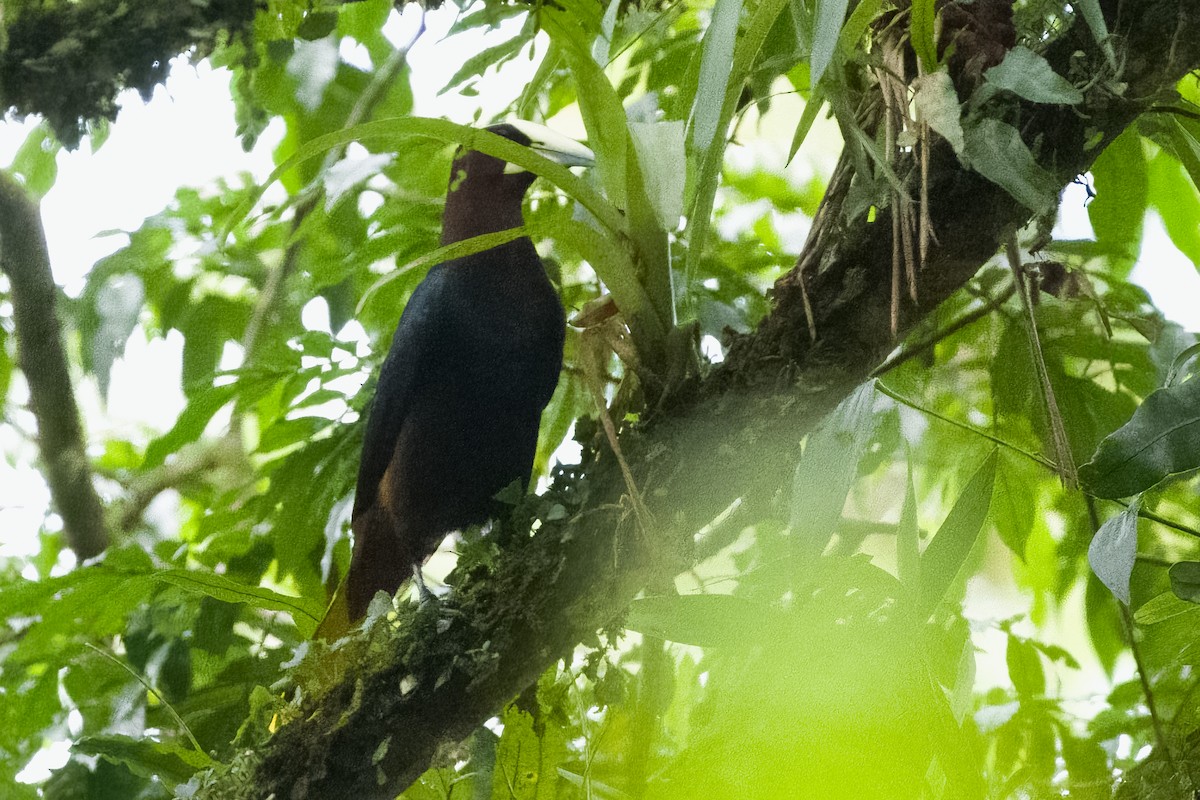 Chestnut-headed Oropendola - Vic Hubbard