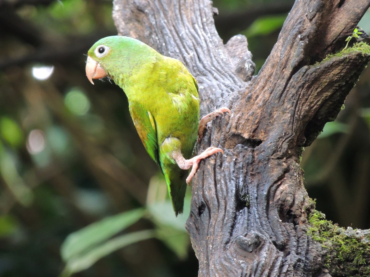 Orange-chinned Parakeet - Roger Lambert