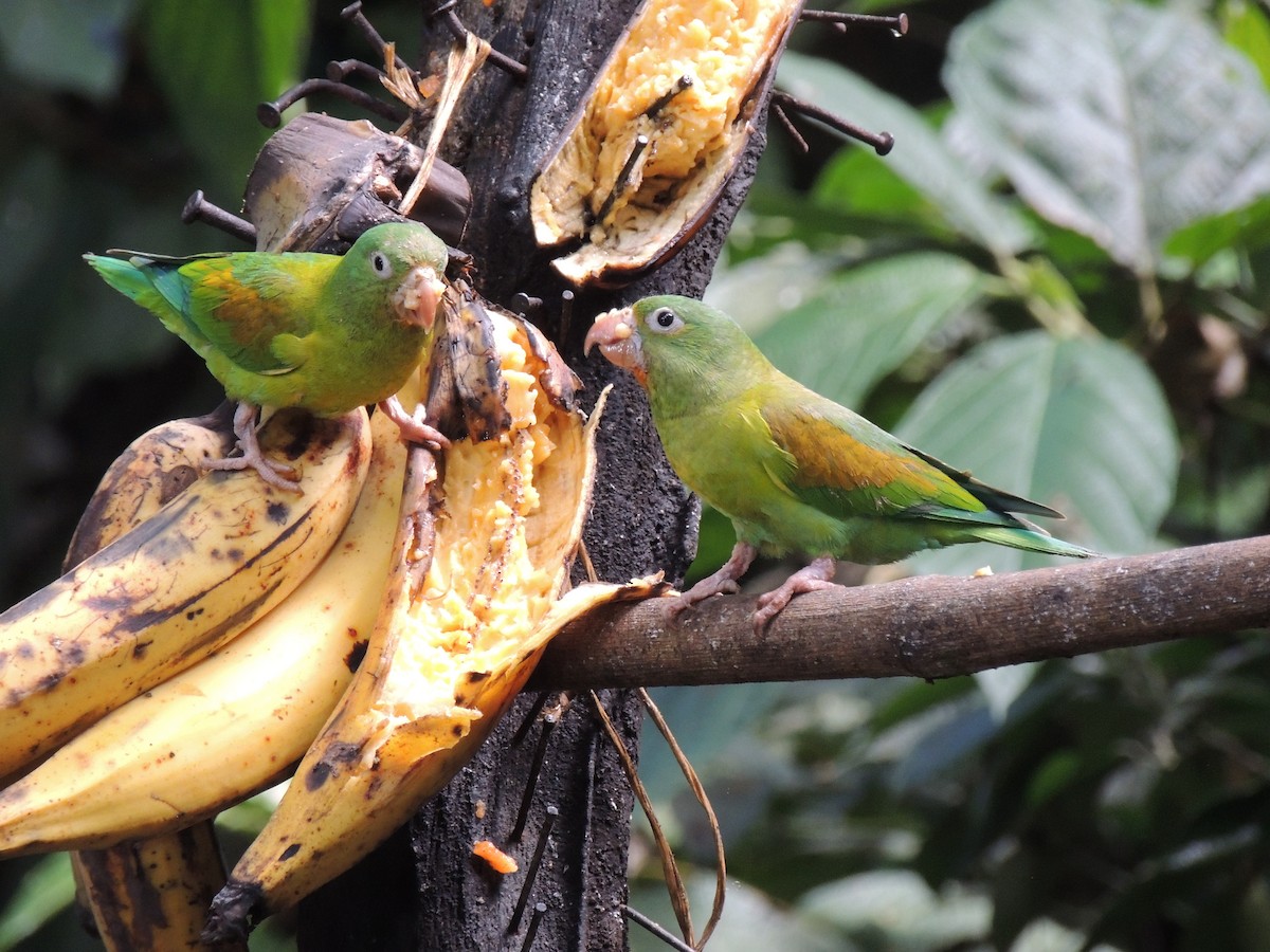 Orange-chinned Parakeet - Roger Lambert