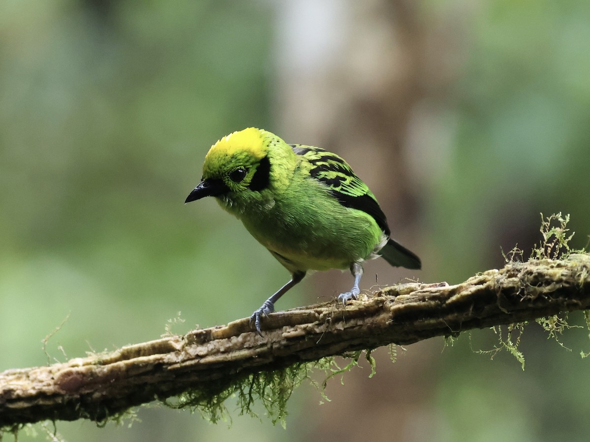 Emerald Tanager - ML619579341