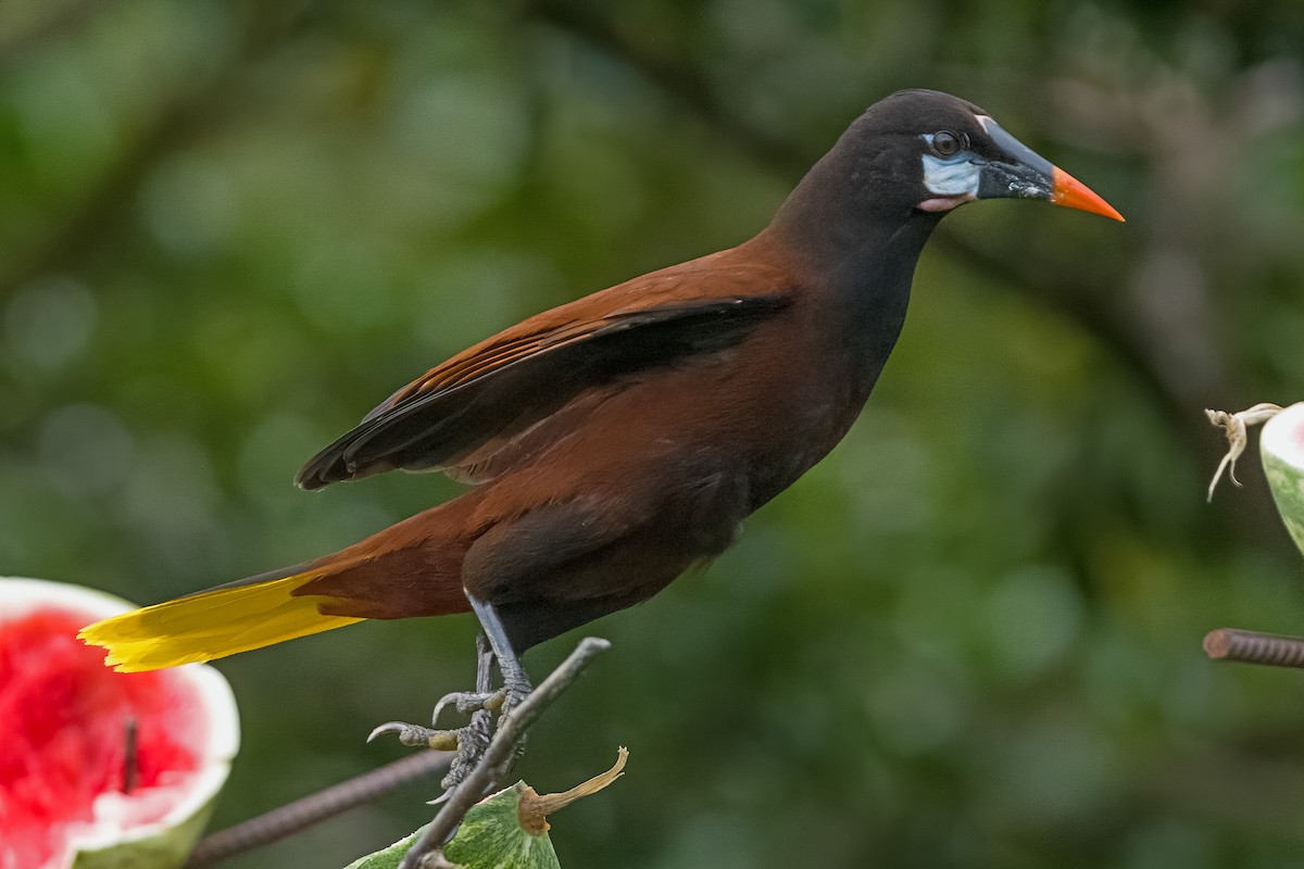 Montezuma Oropendola - Vic Hubbard