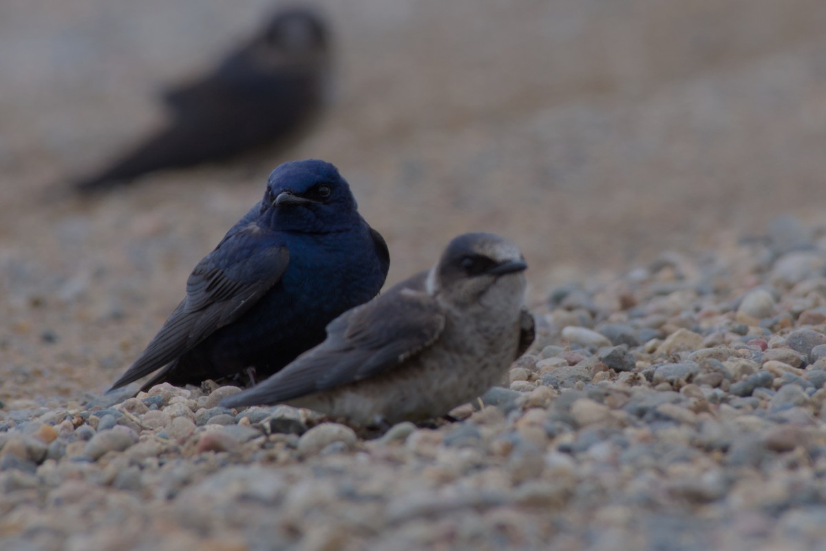 Purple Martin - ML619579345