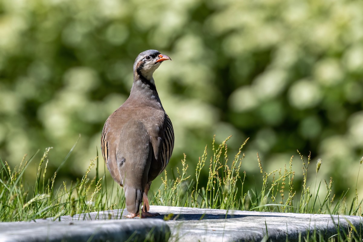 Chukar - Joshua Malbin