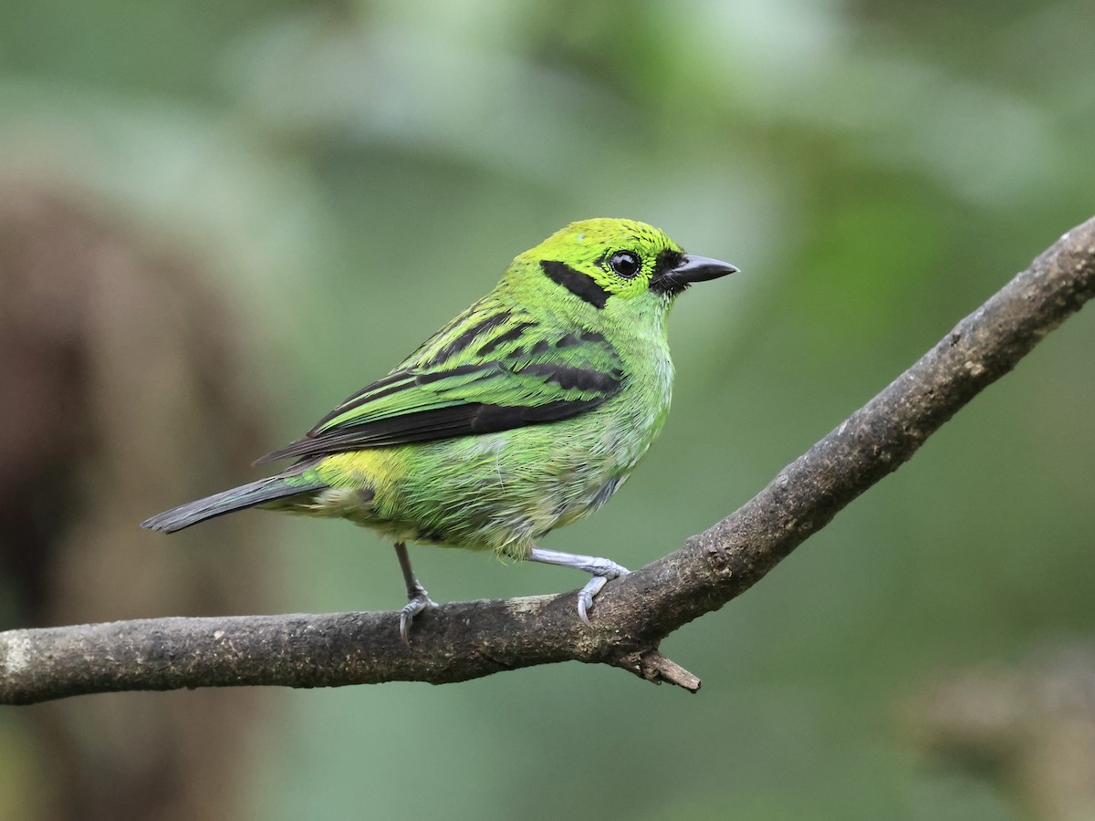Emerald Tanager - ML619579349