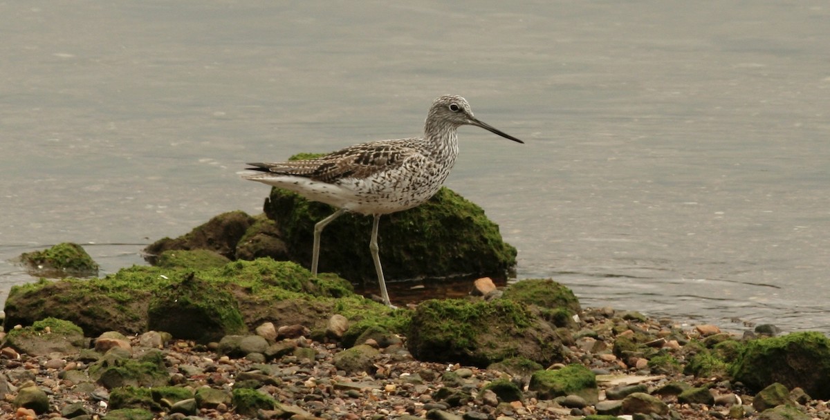 Common Greenshank - Anabel&Geoff Harries