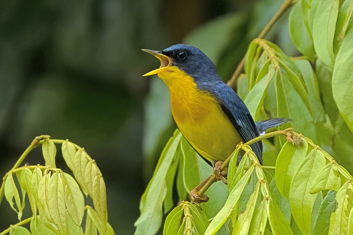 Tropical Parula - Vic Hubbard