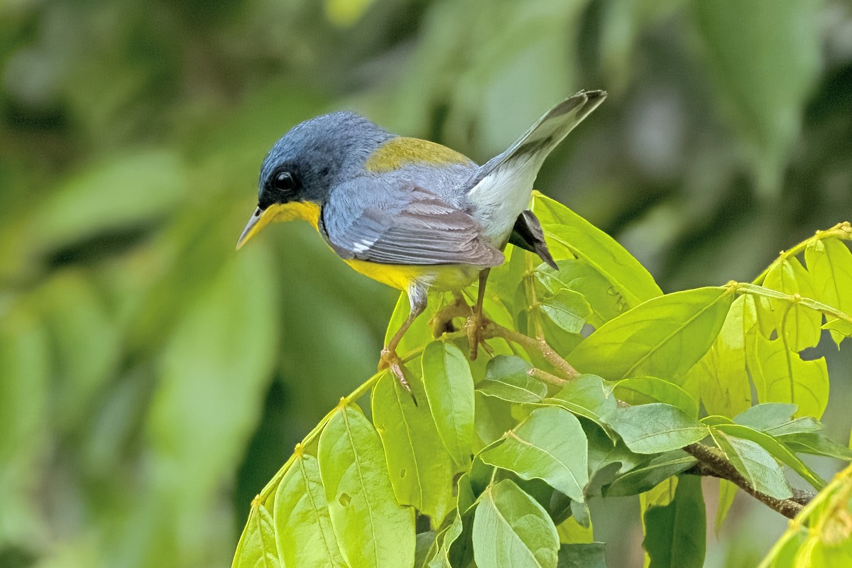 Tropical Parula - Vic Hubbard