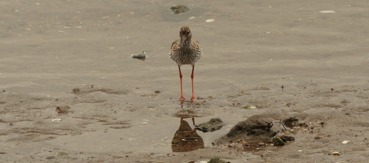 Common Redshank - Anabel&Geoff Harries