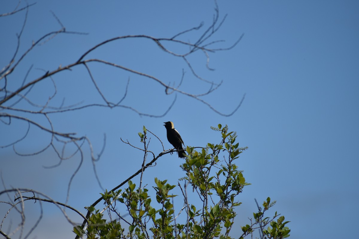 Bobolink - Marlene Deschenes