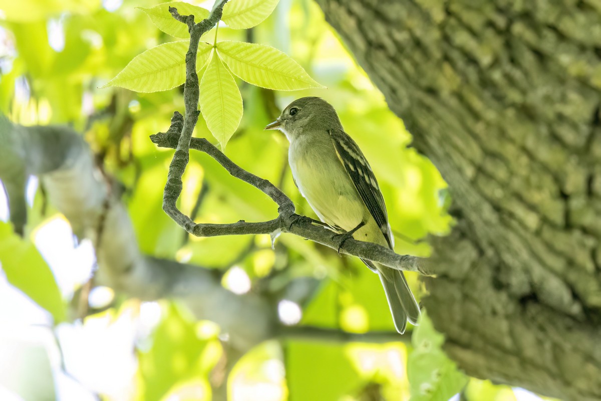 Alder Flycatcher - Joshua Malbin