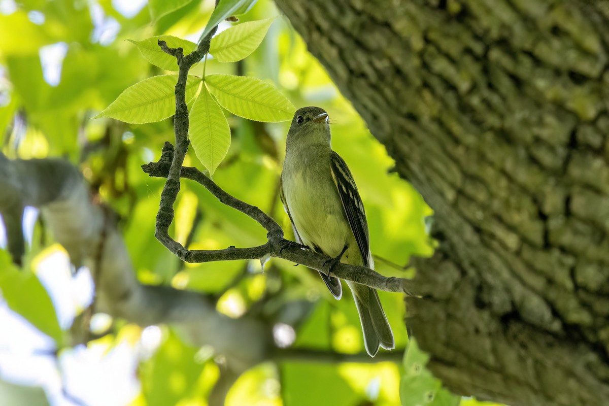 Alder Flycatcher - Joshua Malbin