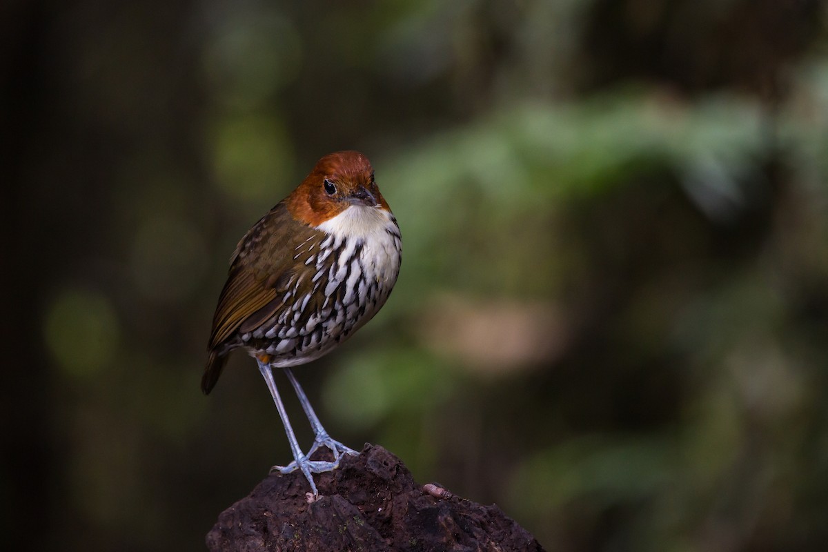 Chestnut-crowned Antpitta - Brian Healy