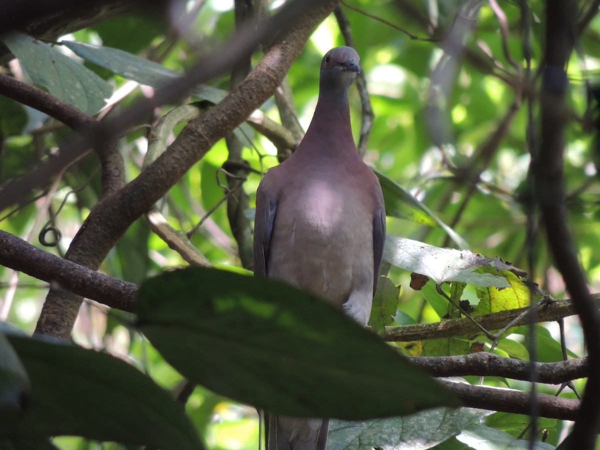 Pale-vented Pigeon - Roger Lambert