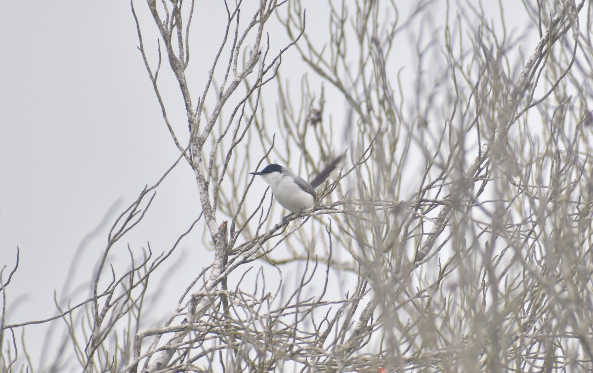 Yucatan Gnatcatcher - ML619579385