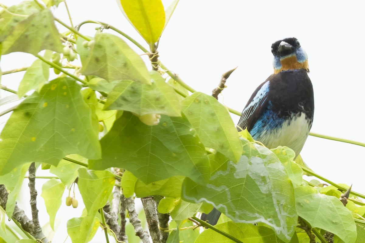 Golden-hooded Tanager - Vic Hubbard