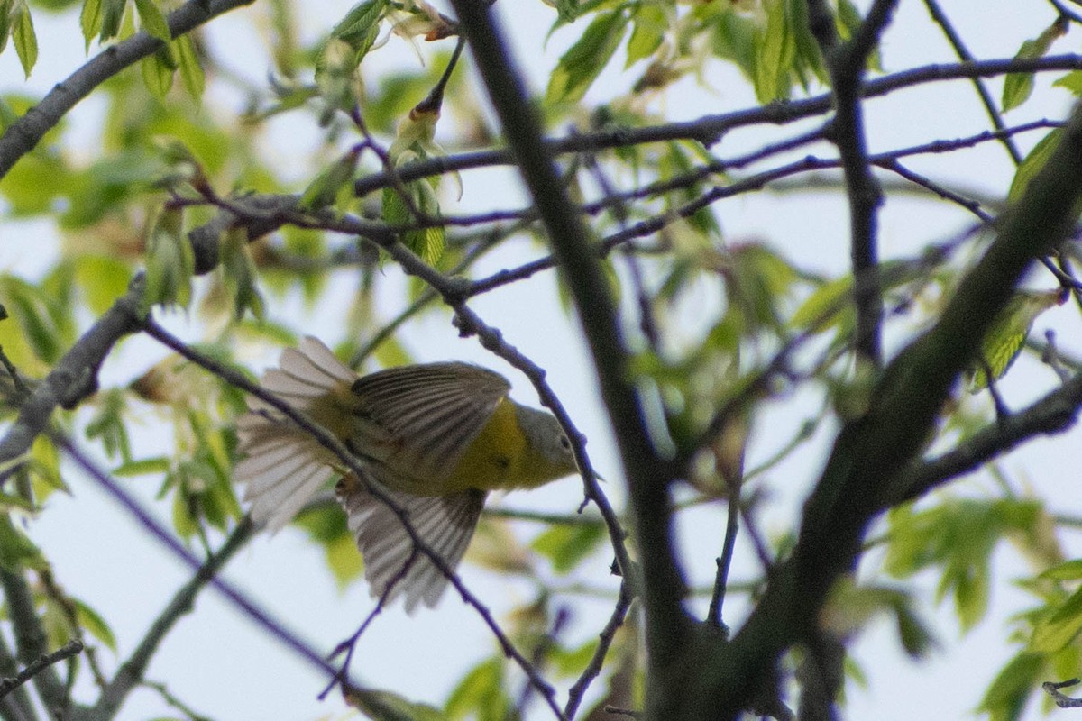 Nashville Warbler - Andrea Heine