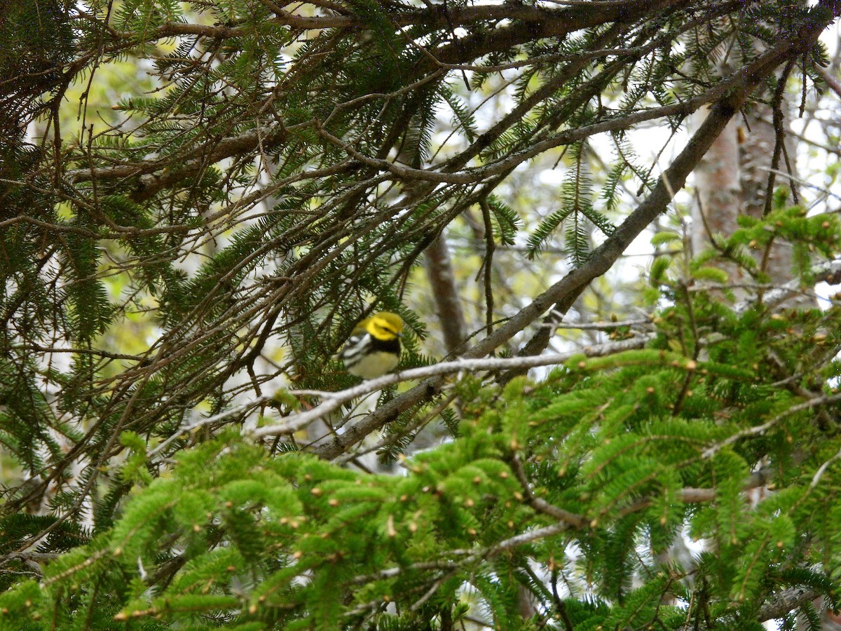 Black-throated Green Warbler - Manon Côté