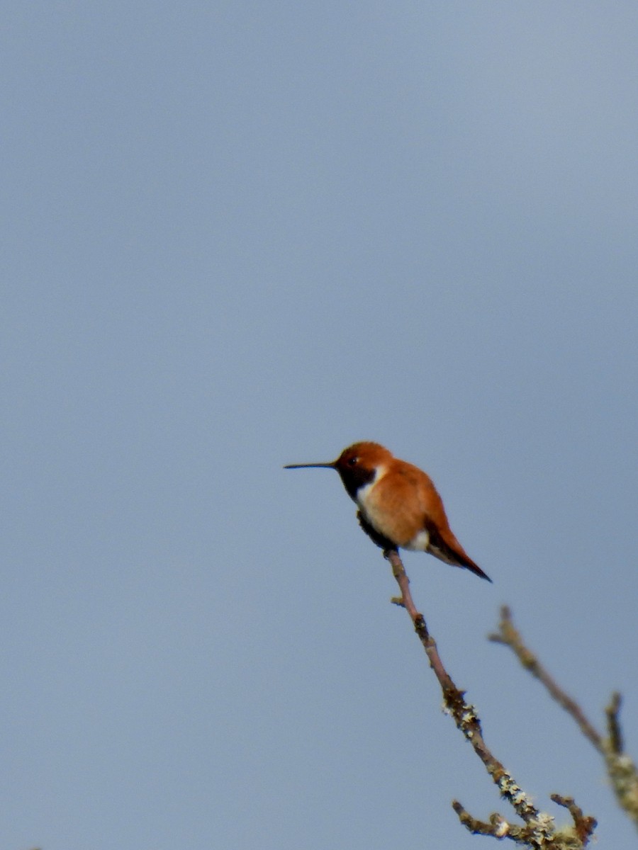 Rufous Hummingbird - Dave Catterson