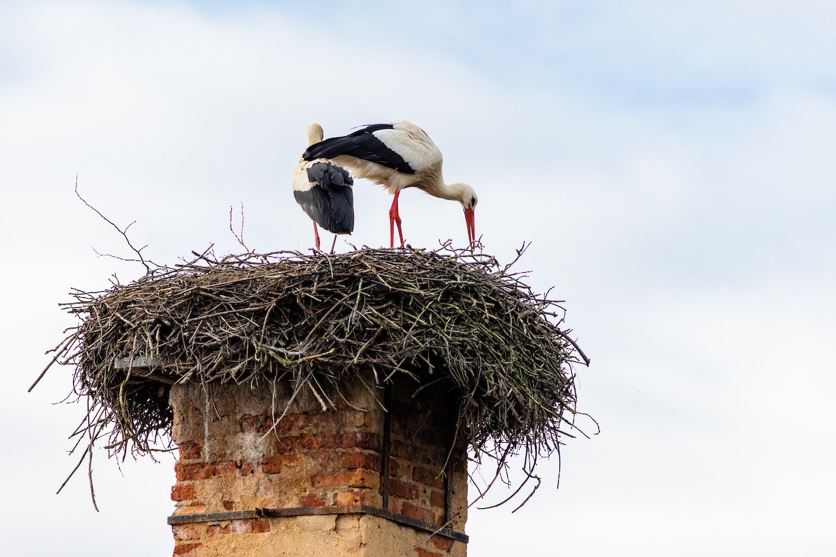 White Stork - Gabi Uhrova