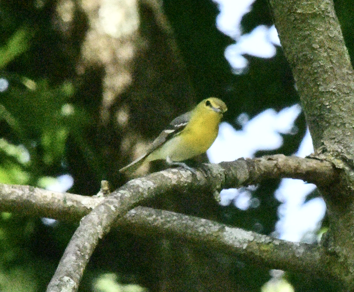 Yellow-throated Vireo - Cliff Miller