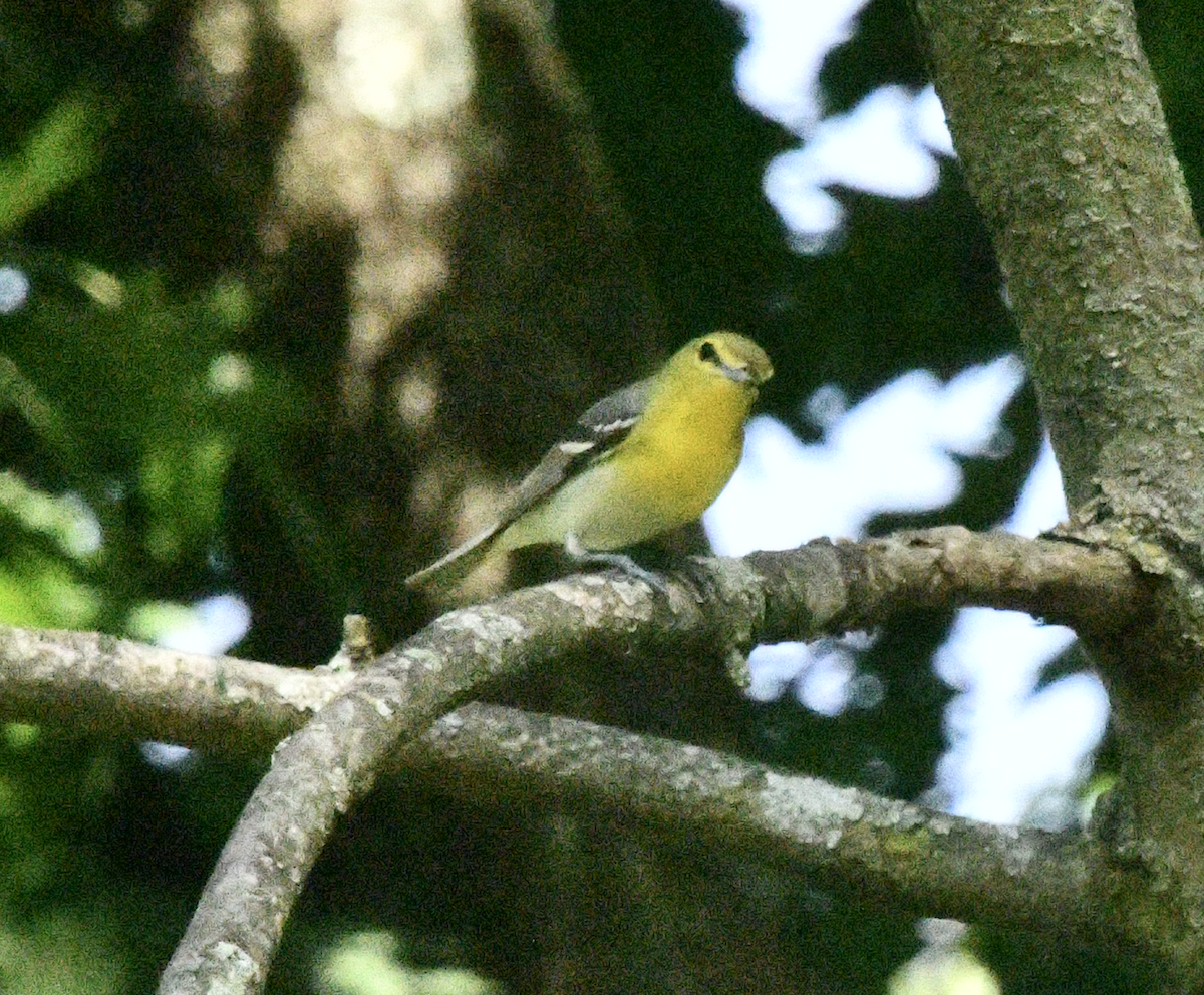 Yellow-throated Vireo - ML619579408