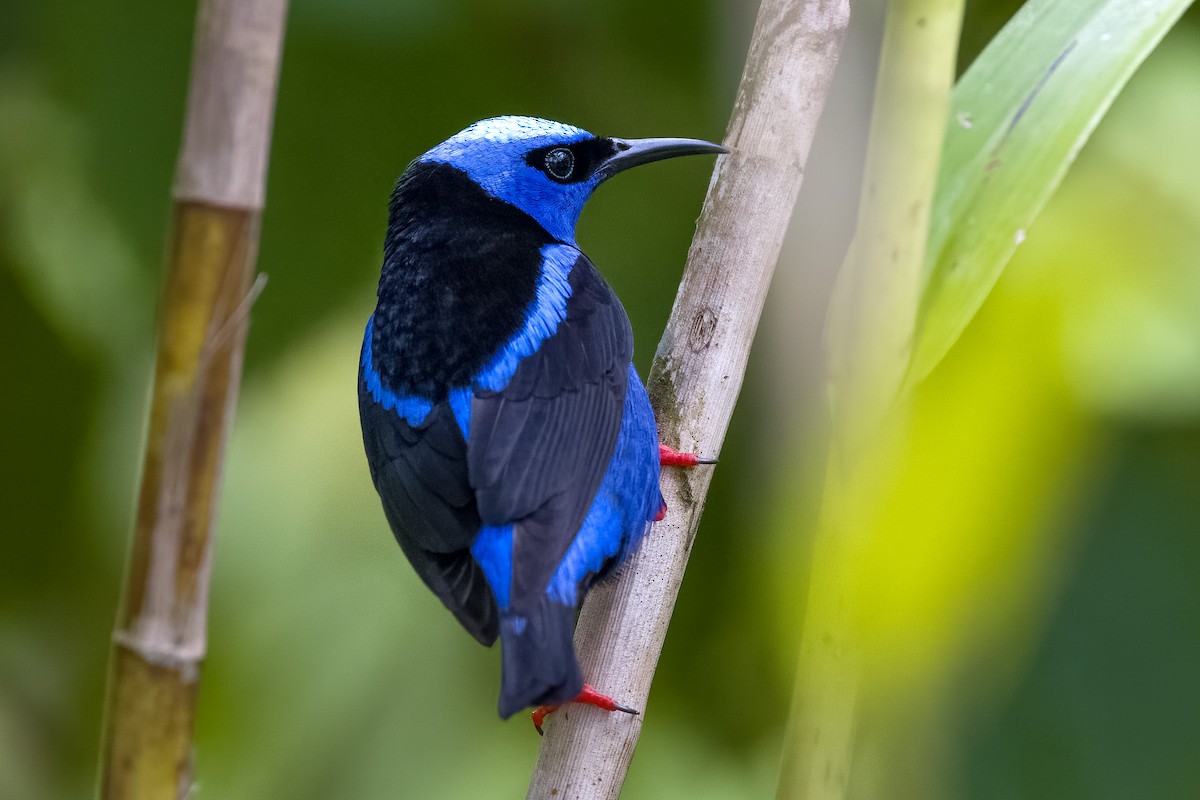 Red-legged Honeycreeper - Vic Hubbard