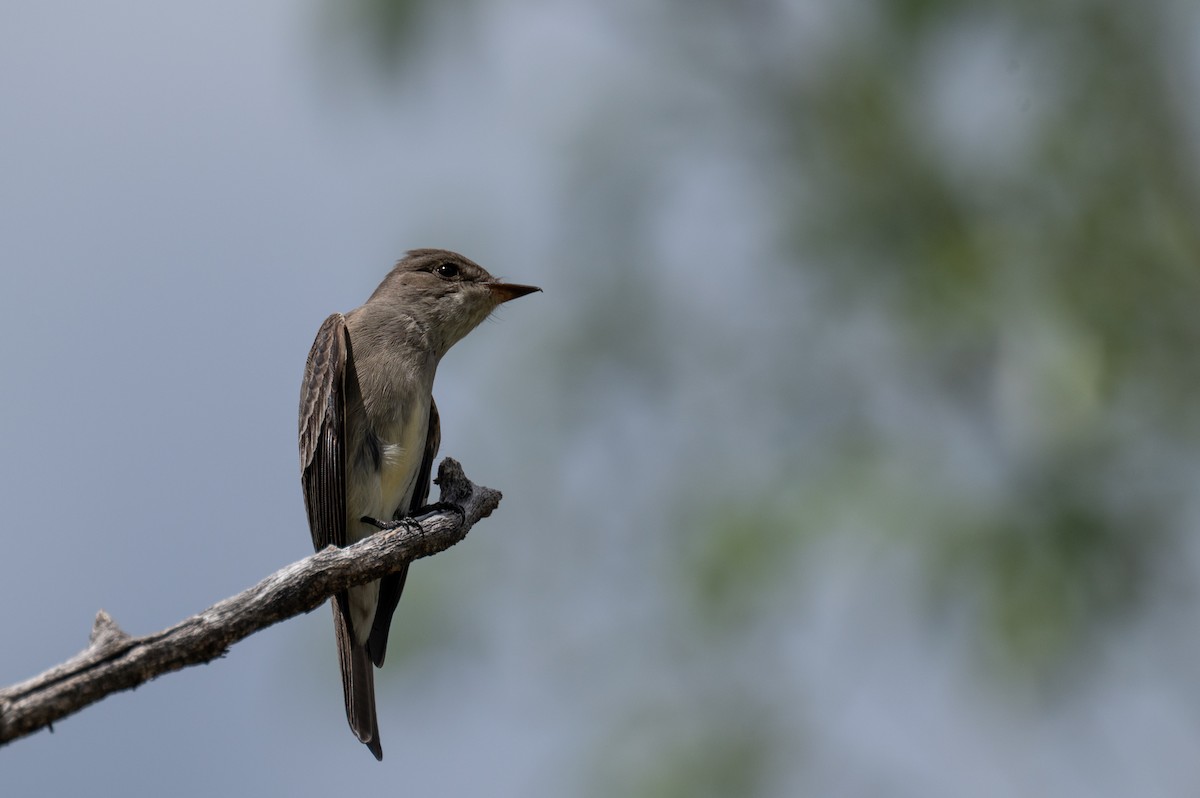 Western Wood-Pewee - Isaac Boardman