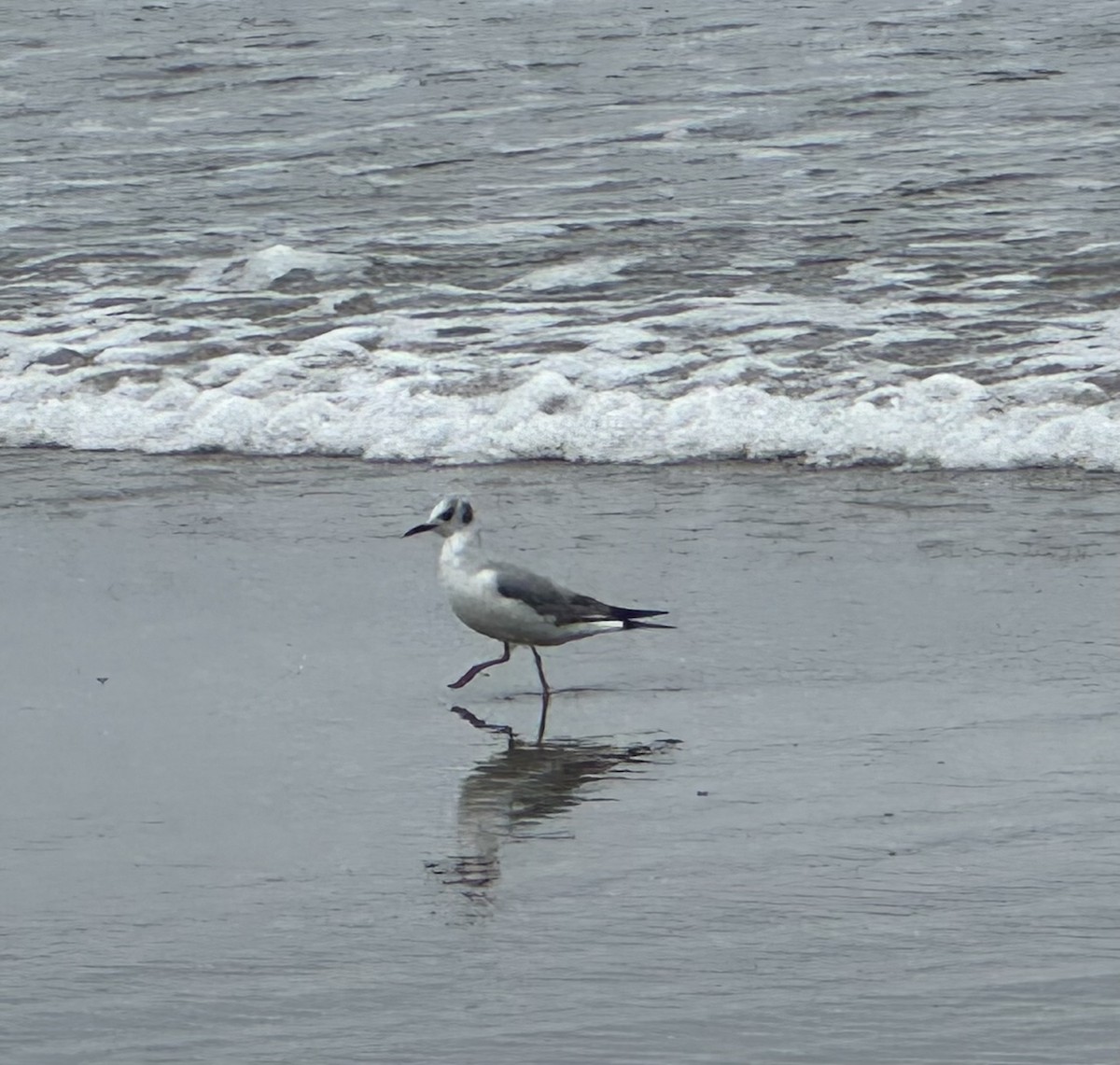 Bonaparte's Gull - ML619579412