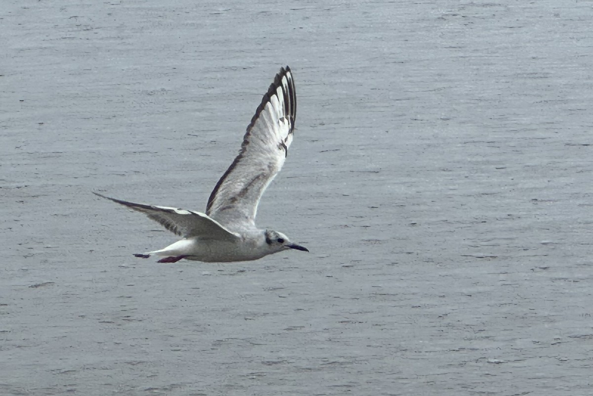 Bonaparte's Gull - Victoria Mcomie