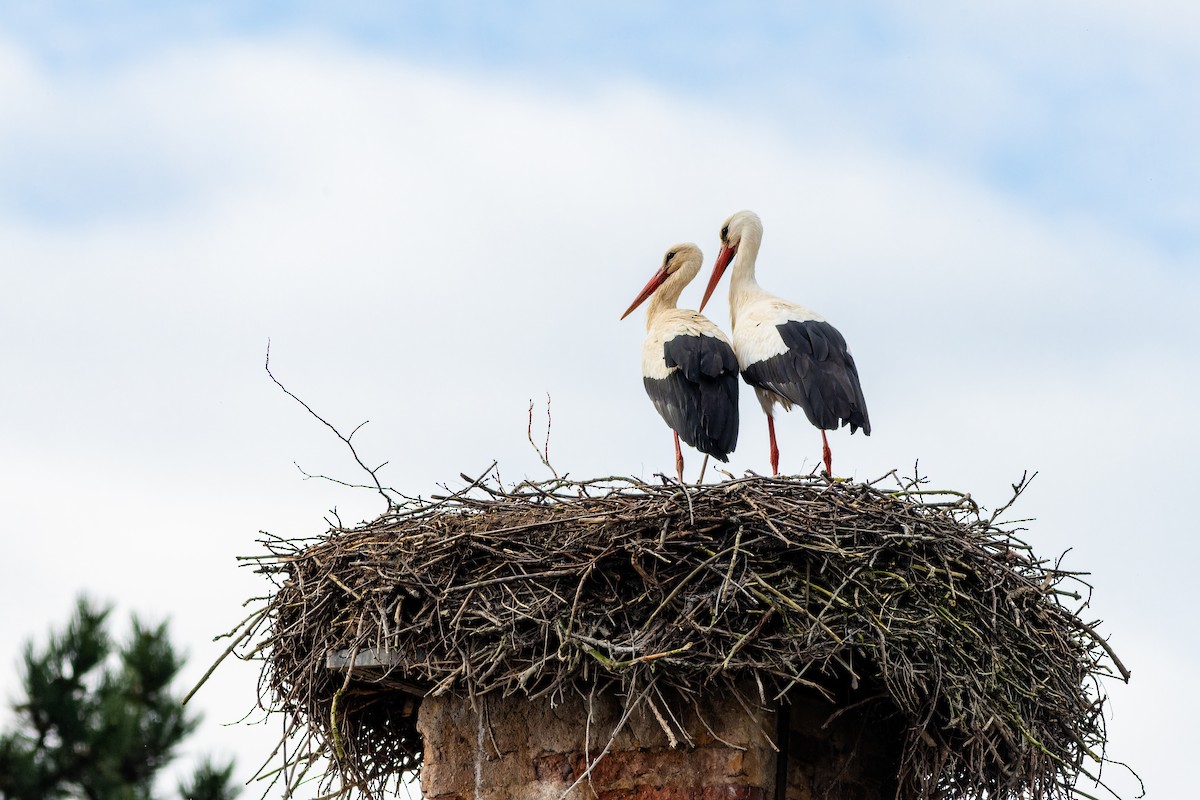 White Stork - Gabi Uhrova