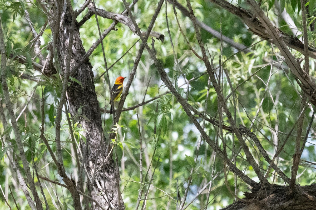 Western Tanager - Isaac Boardman