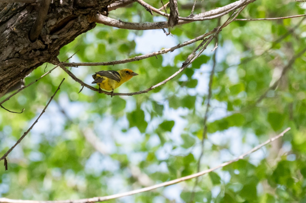 Western Tanager - Isaac Boardman