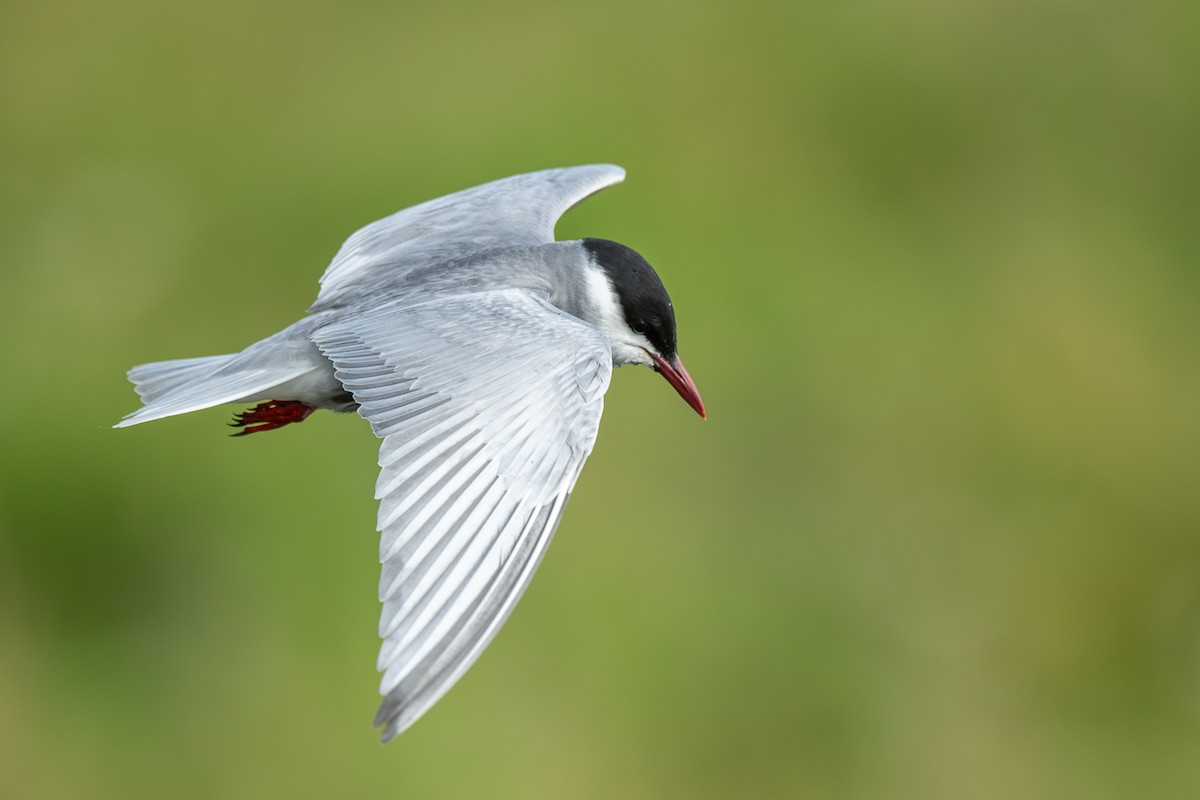Whiskered Tern - Omer Toy
