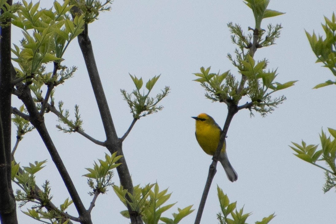 Blue-winged Warbler - Andrea Heine