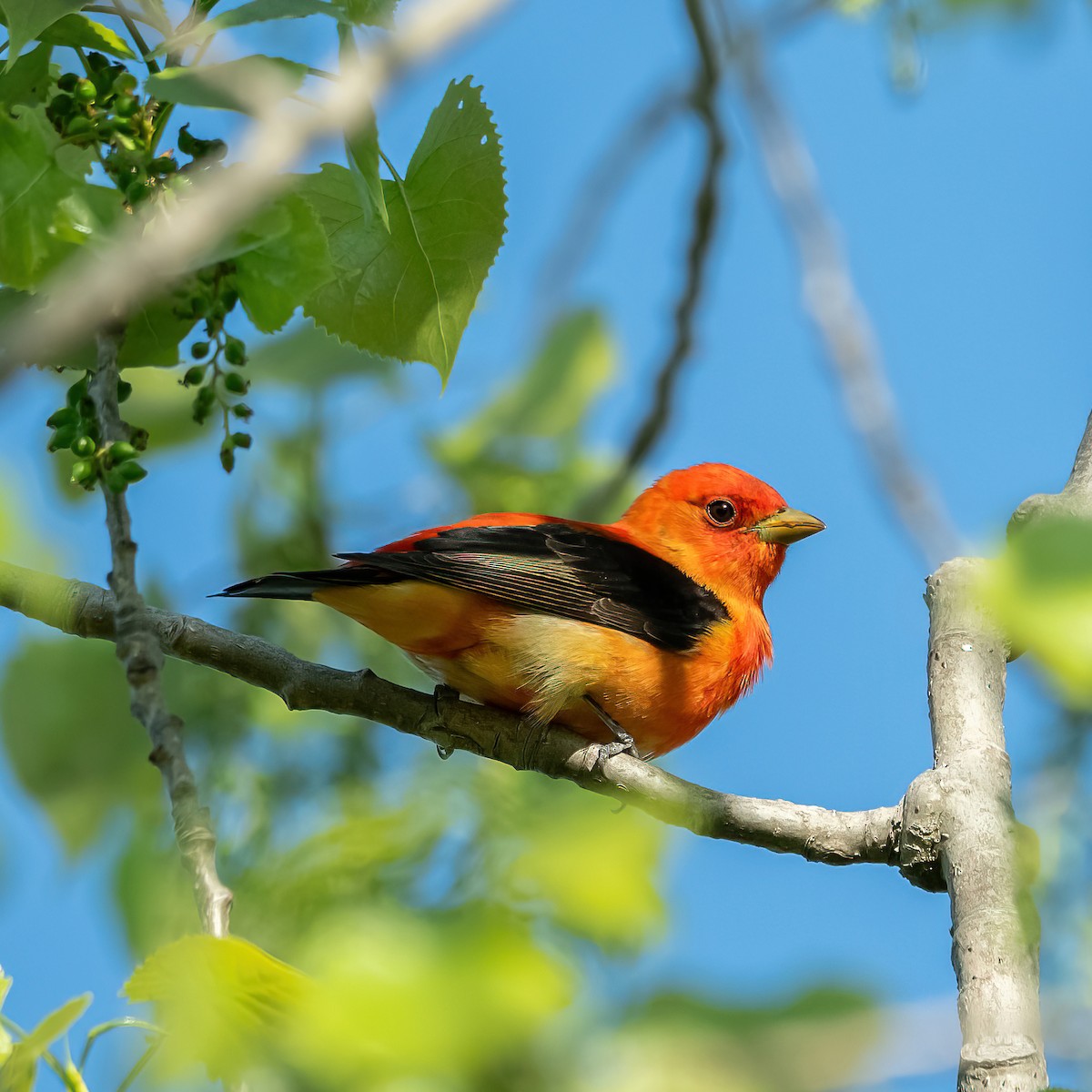 Scarlet Tanager - Theresa Ray