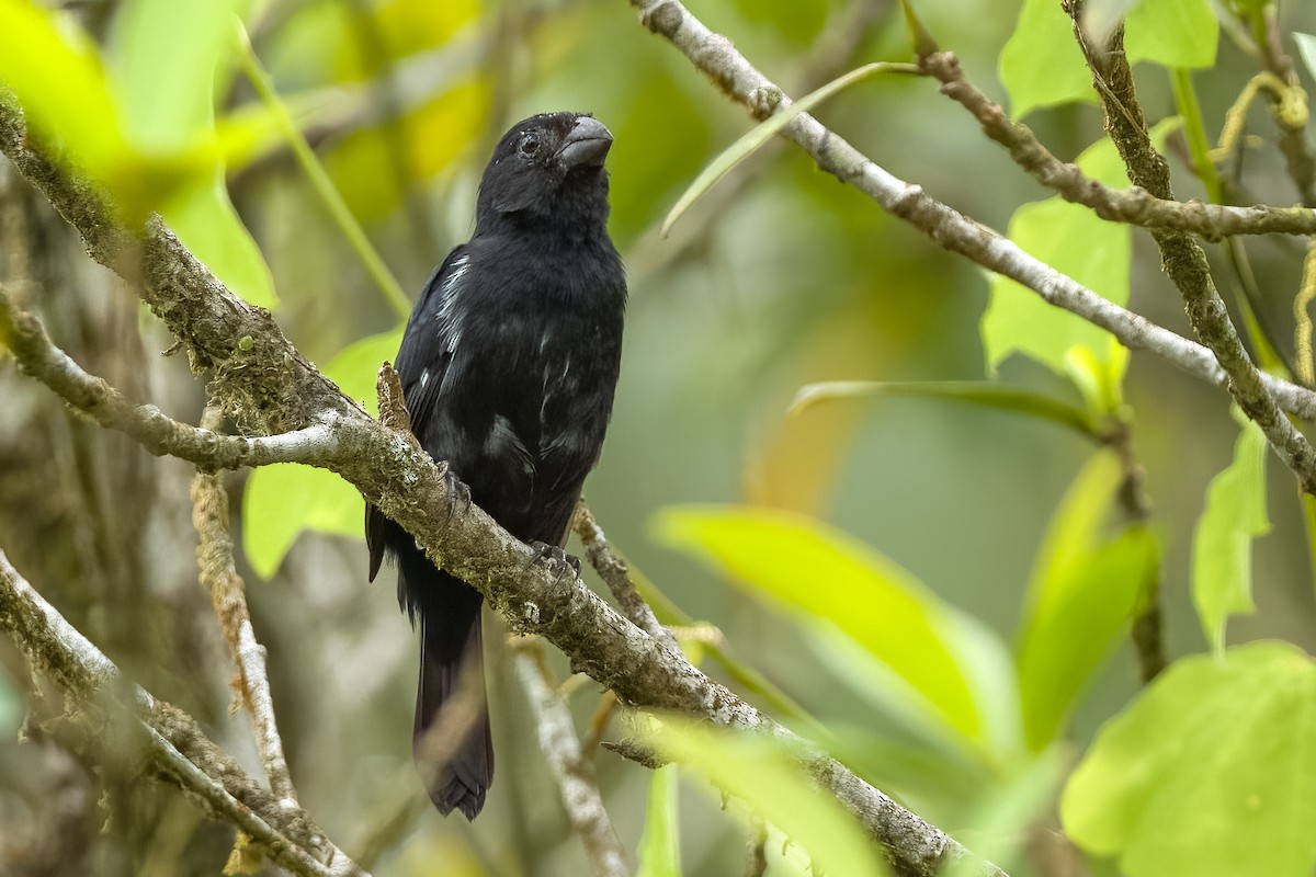 Variable Seedeater - Vic Hubbard