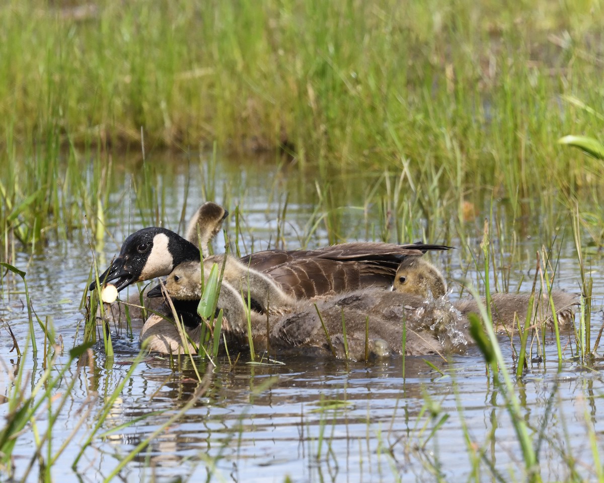 Canada Goose - ML619579442