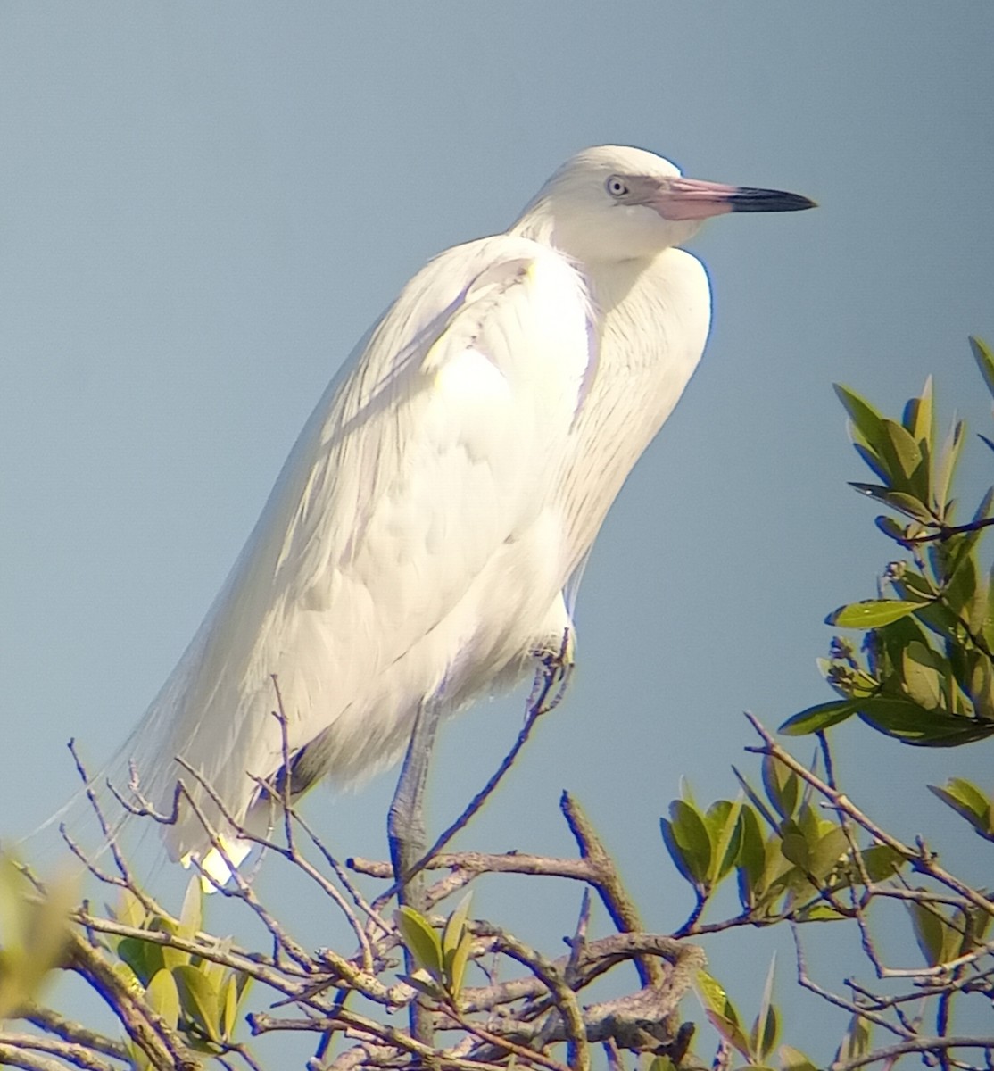 Reddish Egret - Manuel López Salcedo