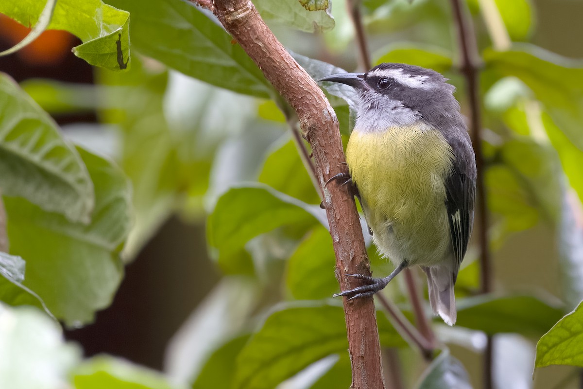 Bananaquit - Vic Hubbard