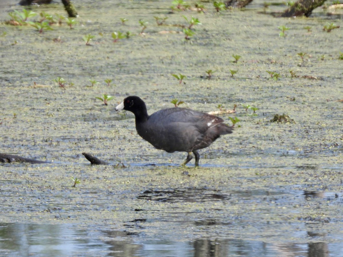 American Coot - ML619579452