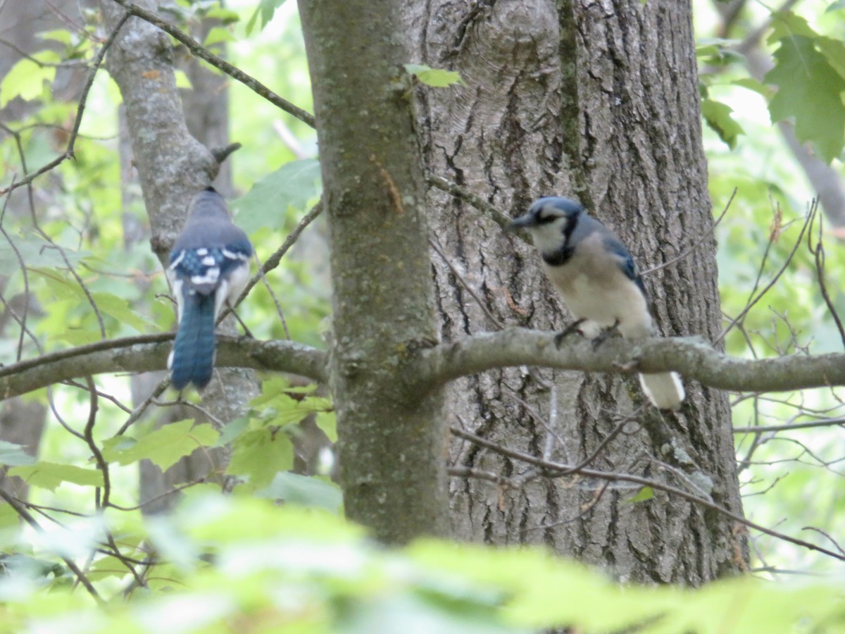 Blue Jay - Christine Cote