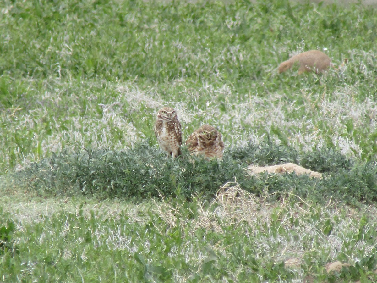 Burrowing Owl - ML619579458