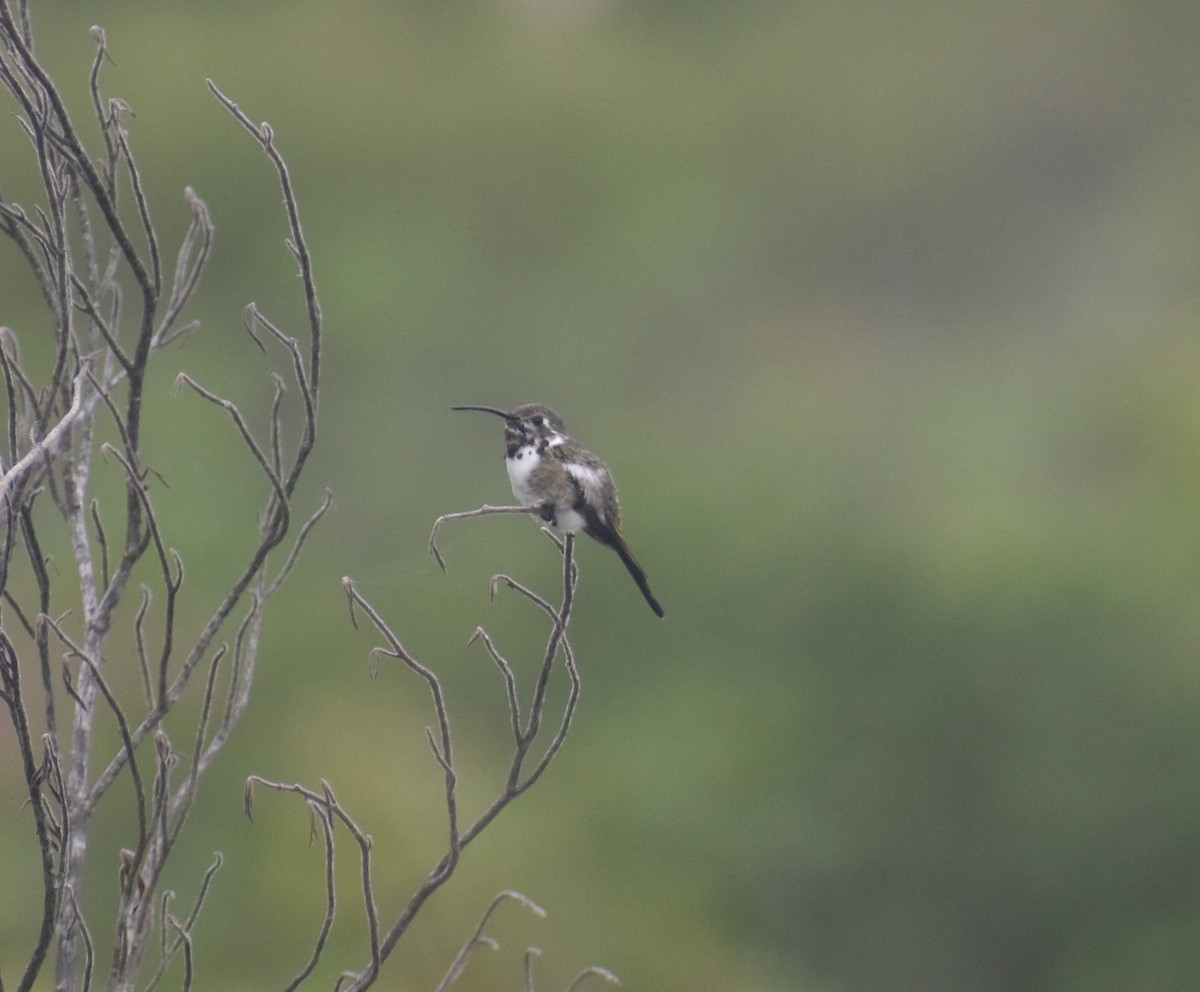 Mexican Sheartail - ML619579469