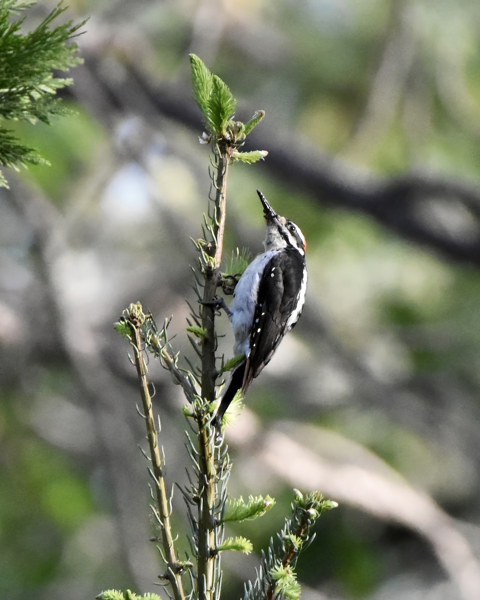 Hairy Woodpecker - Julie Doerr