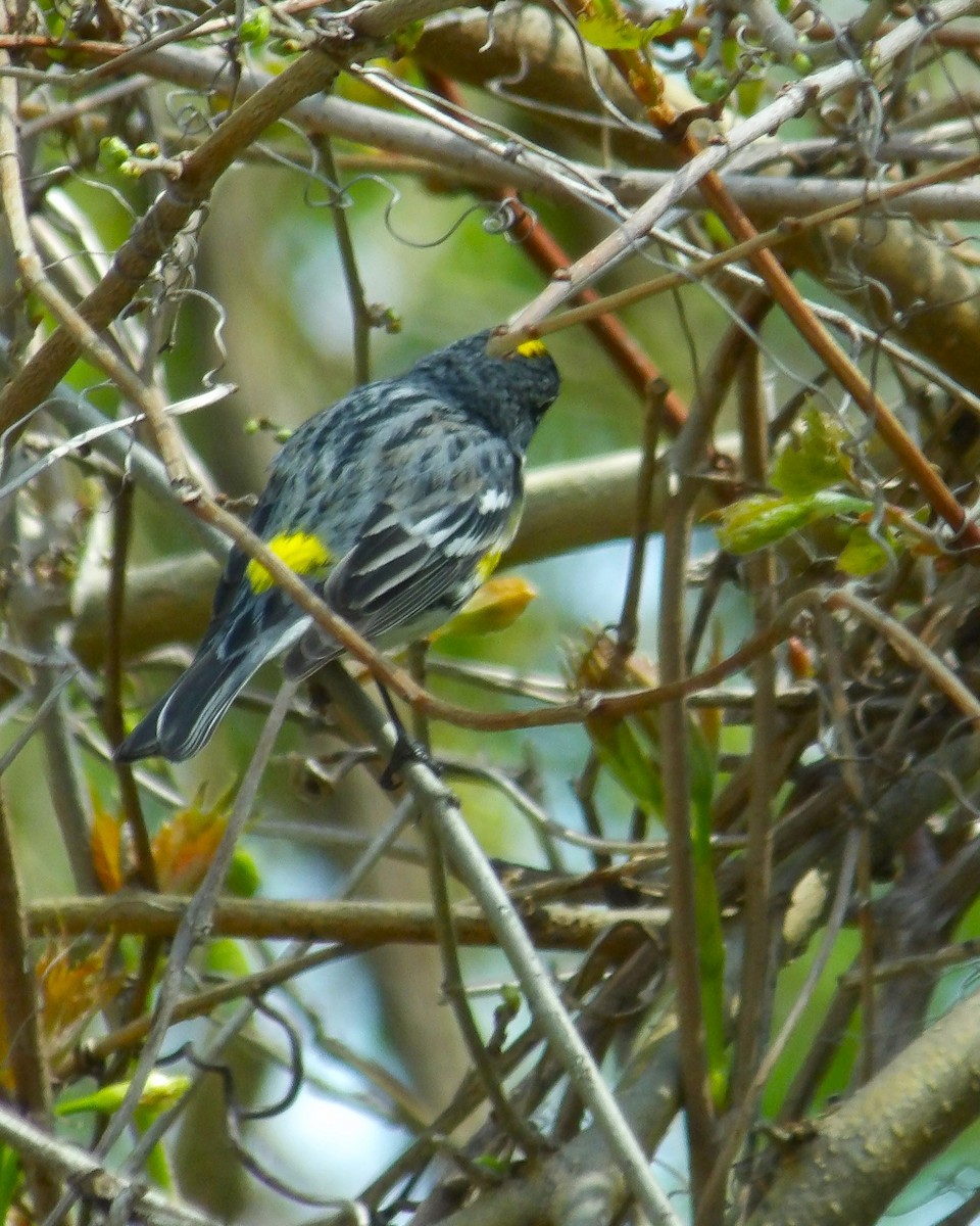 Reinita Coronada (coronata) - ML619579472